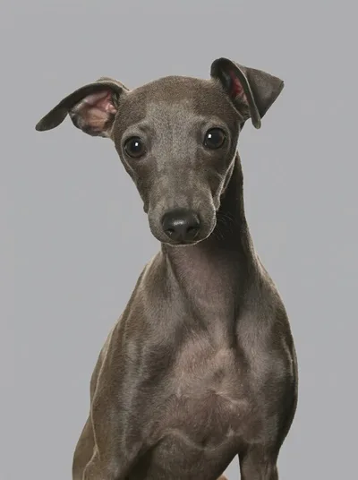 Auri, der Bürohund der XENTRA GmbH